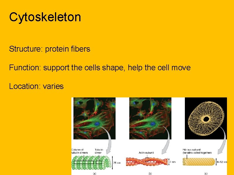 Cytoskeleton Structure: protein fibers Function: support the cells shape, help the cell move Location: