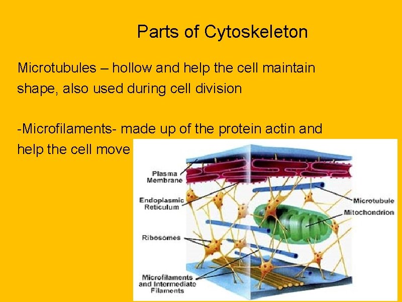 Parts of Cytoskeleton Microtubules – hollow and help the cell maintain shape, also used