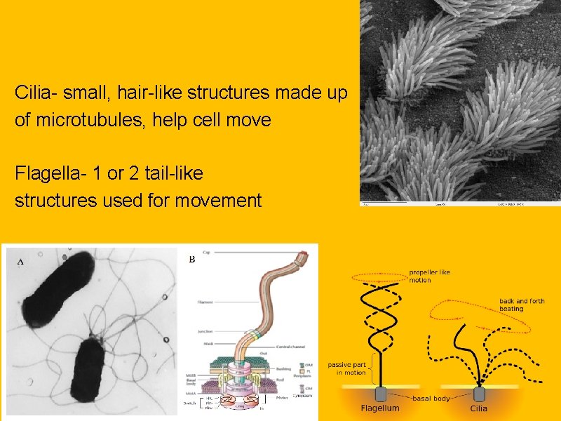 Cilia- small, hair-like structures made up of microtubules, help cell move Flagella- 1 or