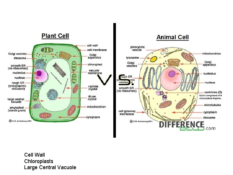 Cell Wall Chloroplasts Large Central Vacuole 