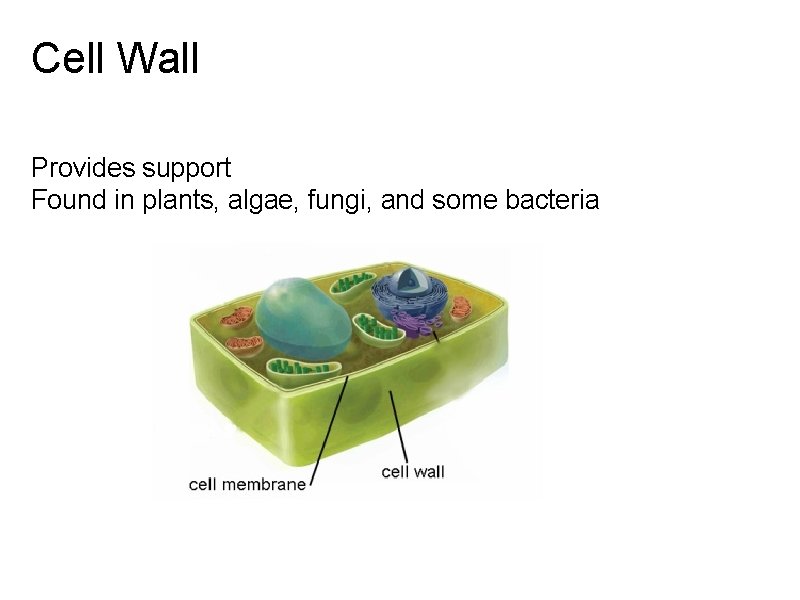 Cell Wall Provides support Found in plants, algae, fungi, and some bacteria 