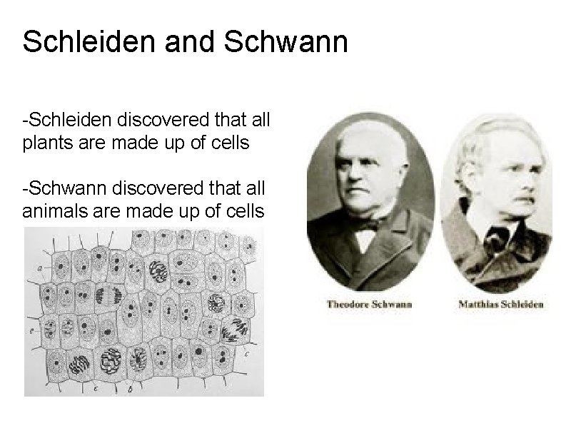 Schleiden and Schwann -Schleiden discovered that all plants are made up of cells -Schwann