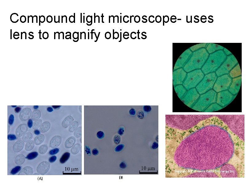 Compound light microscope- uses lens to magnify objects 