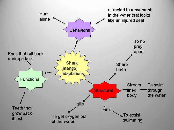 attracted to movement in the water that looks like an injured seal Hunt alone