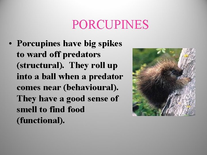 PORCUPINES • Porcupines have big spikes to ward off predators (structural). They roll up