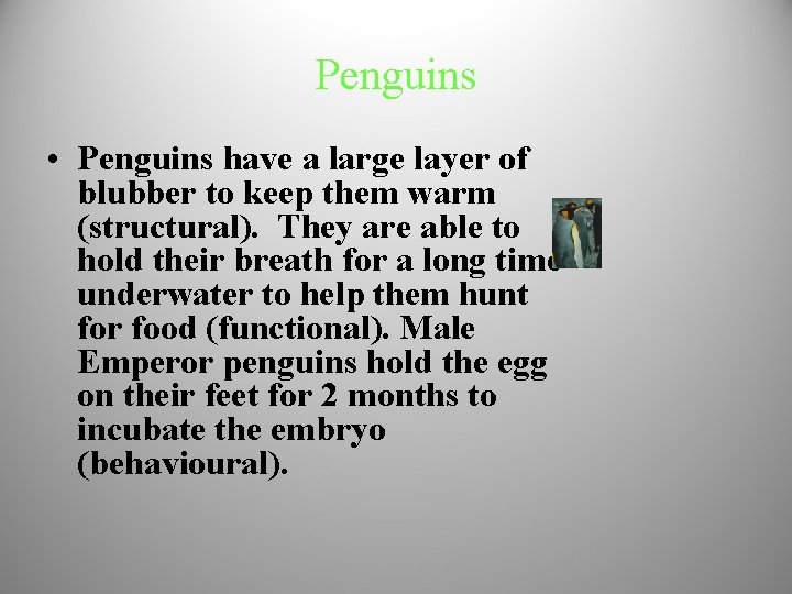 Penguins • Penguins have a large layer of blubber to keep them warm (structural).