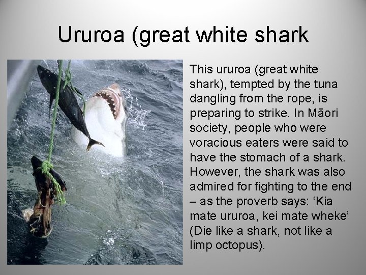 Ururoa (great white shark This ururoa (great white shark), tempted by the tuna dangling