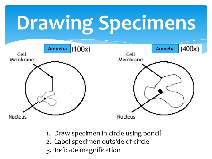 Drawing Specimens Amoeba 1. Draw specimen in circle using pencil 2. Label specimen outside