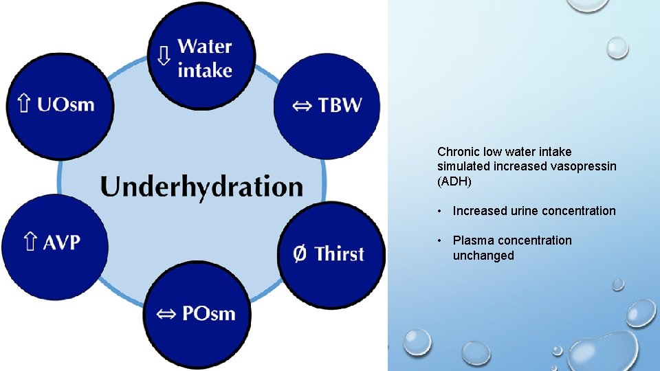 Chronic low water intake simulated increased vasopressin (ADH) • Increased urine concentration • Plasma