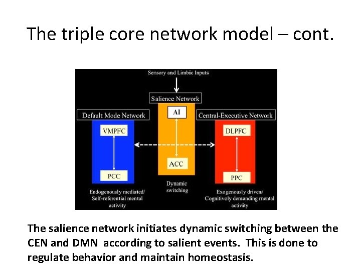 The triple core network model – cont. The salience network initiates dynamic switching between