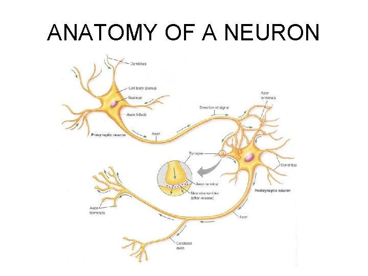 ANATOMY OF A NEURON 