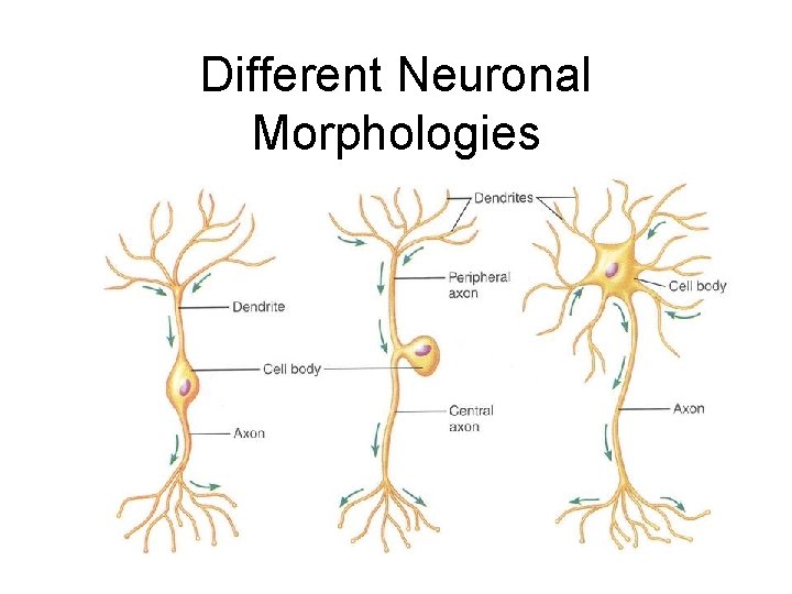 Different Neuronal Morphologies 