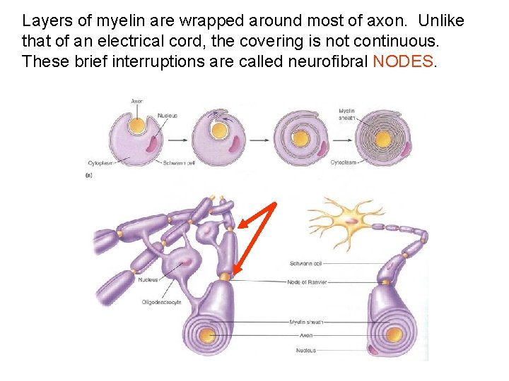 Layers of myelin are wrapped around most of axon. Unlike that of an electrical