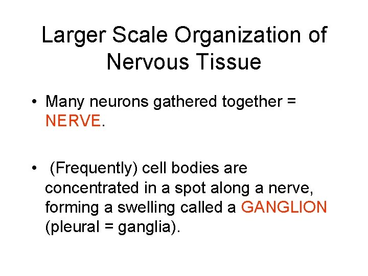 Larger Scale Organization of Nervous Tissue • Many neurons gathered together = NERVE. •