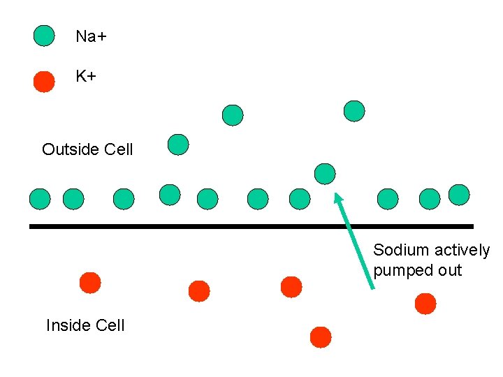 Na+ K+ Outside Cell Sodium actively pumped out Inside Cell 