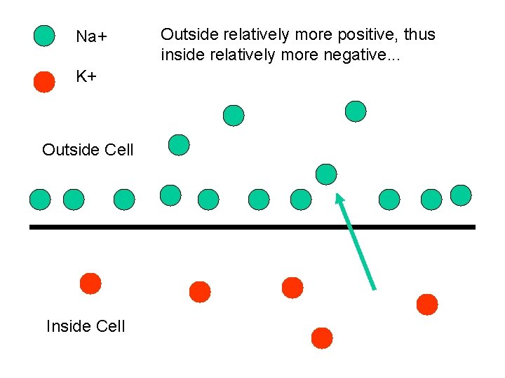Na+ K+ Outside Cell Inside Cell Outside relatively more positive, thus inside relatively more