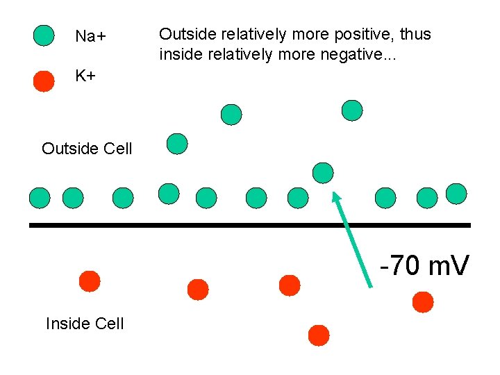Na+ Outside relatively more positive, thus inside relatively more negative. . . K+ Outside