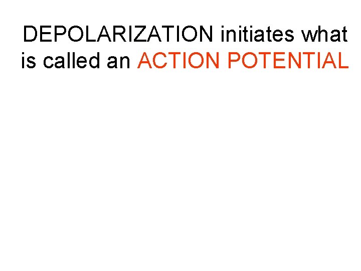 DEPOLARIZATION initiates what is called an ACTION POTENTIAL 