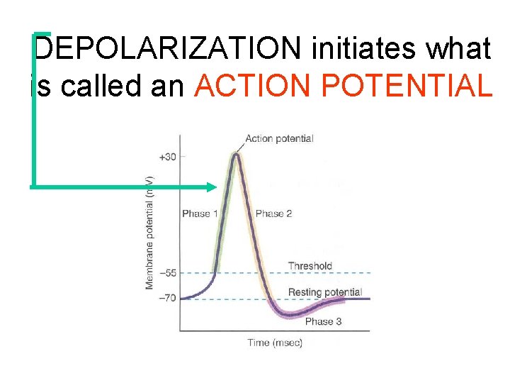 DEPOLARIZATION initiates what is called an ACTION POTENTIAL 