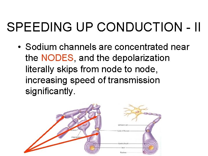 SPEEDING UP CONDUCTION - II • Sodium channels are concentrated near the NODES, and