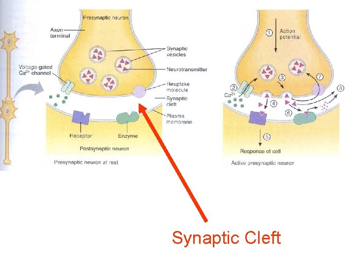 Synaptic Cleft 