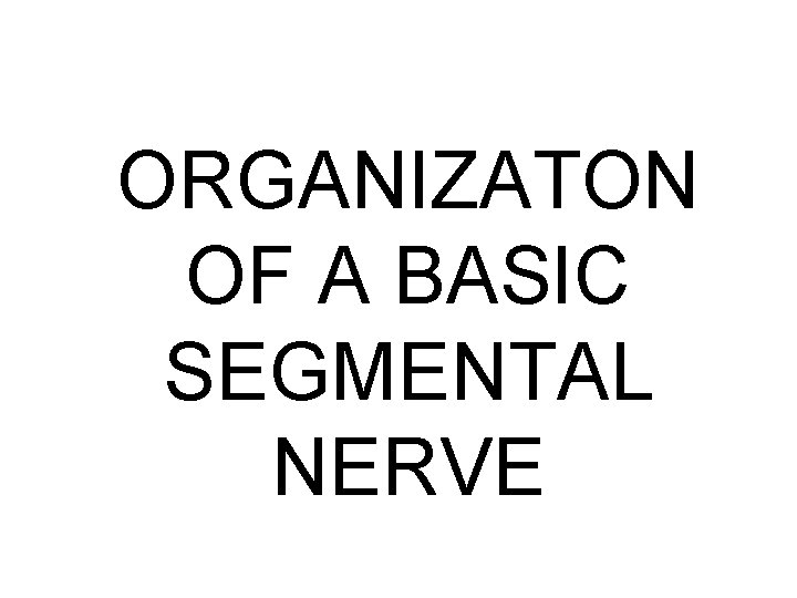 ORGANIZATON OF A BASIC SEGMENTAL NERVE 