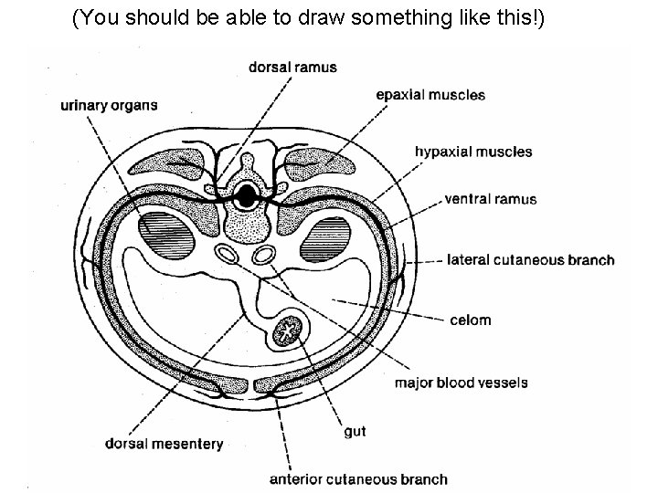 (You should be able to draw something like this!) 