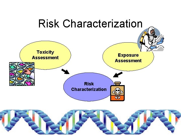 Risk Characterization Toxicity Assessment Exposure Assessment Risk Characterization 