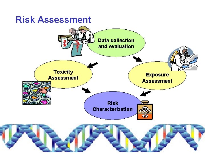 Risk Assessment Data collection and evaluation Toxicity Assessment Exposure Assessment Risk Characterization 