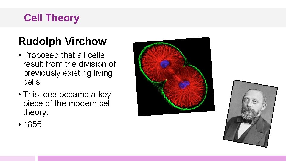 Cell Theory Rudolph Virchow • Proposed that all cells result from the division of