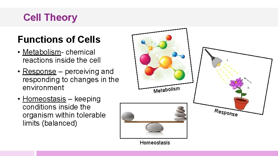 Cell Theory Functions of Cells • Metabolism- chemical reactions inside the cell • Response