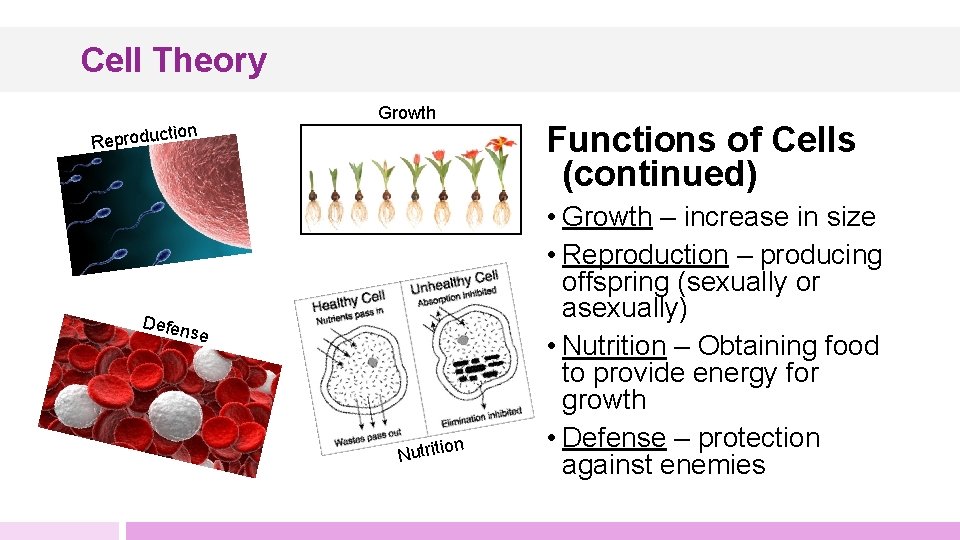 Cell Theory Reproduc tion Growth Defen se n Nutritio Functions of Cells (continued) •