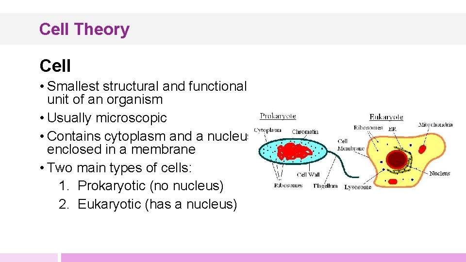 Cell Theory Cell • Smallest structural and functional unit of an organism • Usually