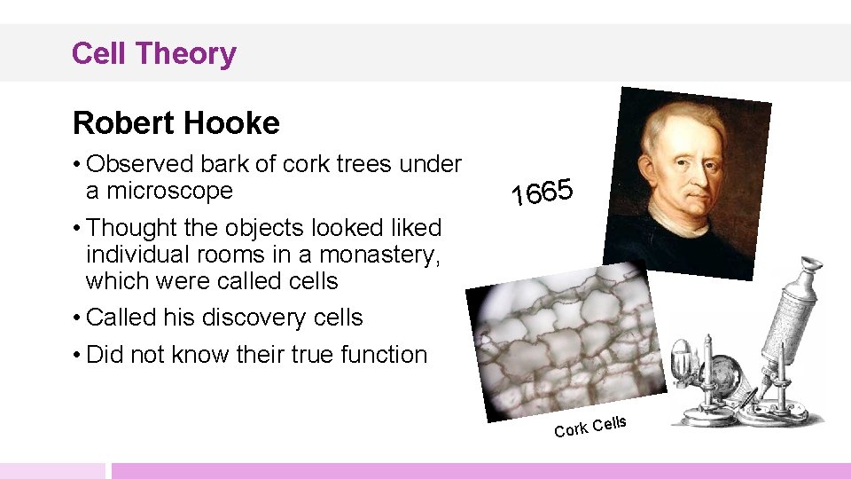 Cell Theory Robert Hooke • Observed bark of cork trees under a microscope •