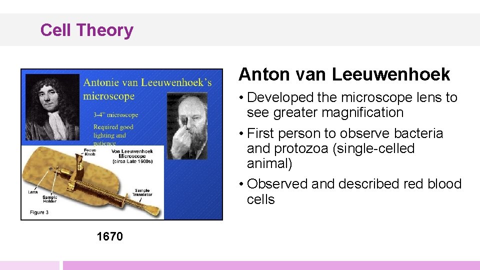 Cell Theory Anton van Leeuwenhoek • Developed the microscope lens to see greater magnification