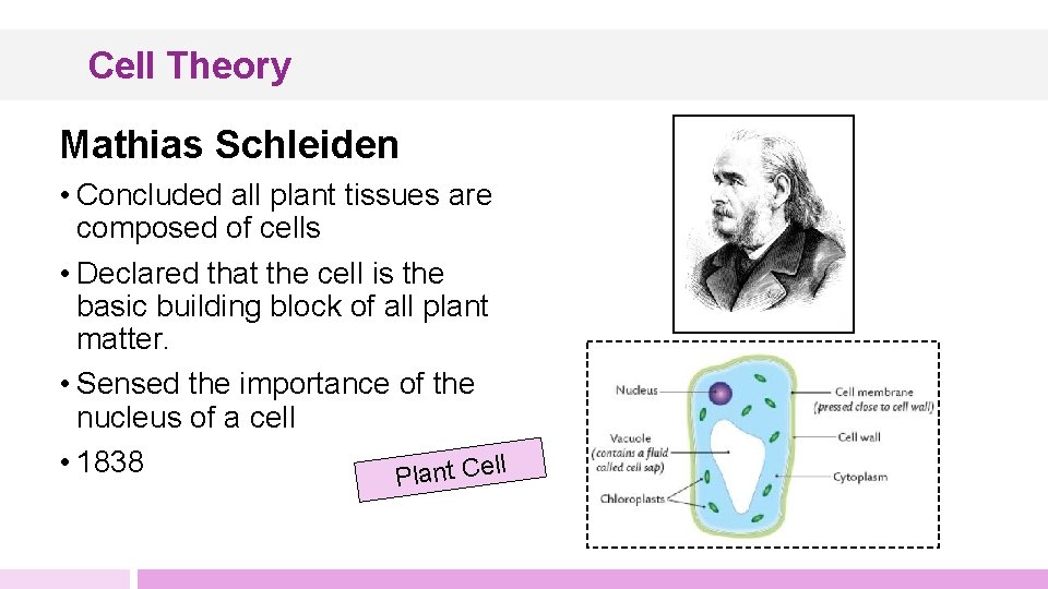Cell Theory Mathias Schleiden • Concluded all plant tissues are composed of cells •