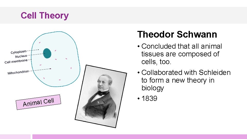 Cell Theory Theodor Schwann ell C l a m i n A • Concluded