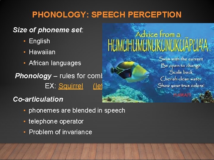PHONOLOGY: SPEECH PERCEPTION Size of phoneme set: • English 40 phoneme • Hawaiian 15