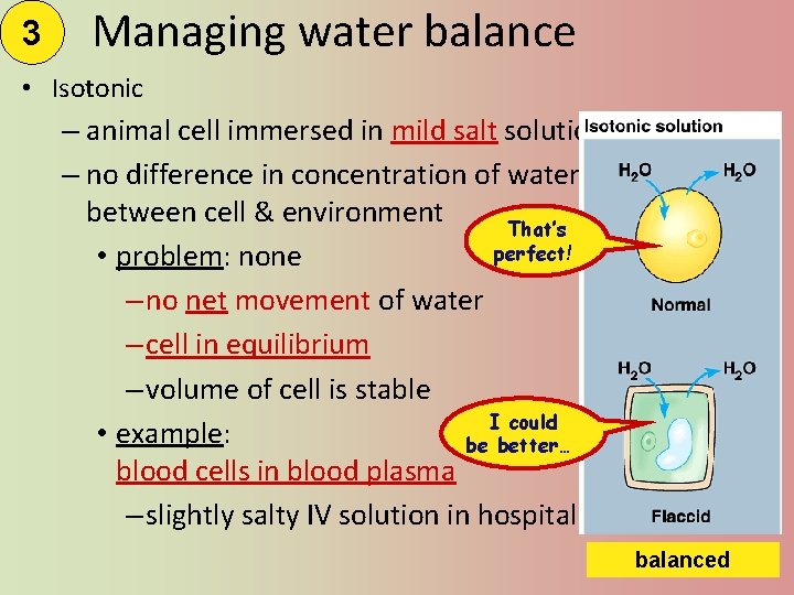 3 Managing water balance • Isotonic – animal cell immersed in mild salt solution