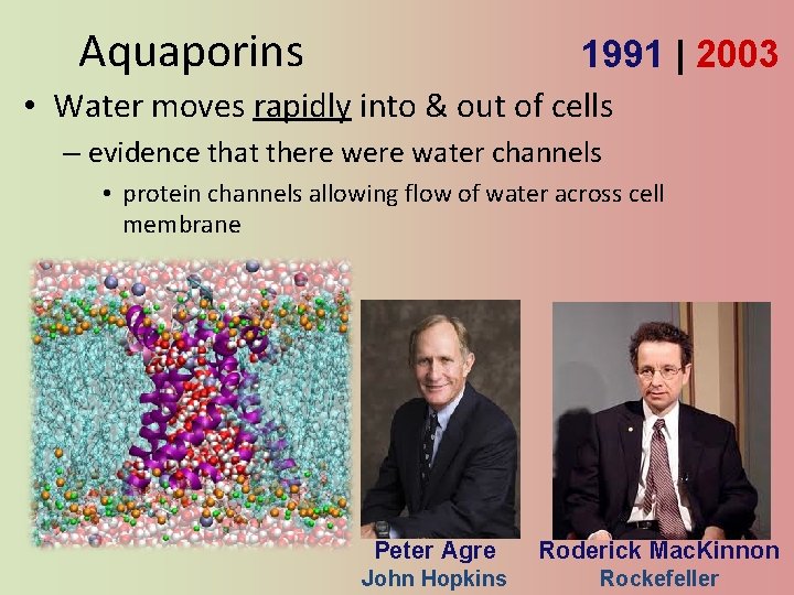 Aquaporins 1991 | 2003 • Water moves rapidly into & out of cells –