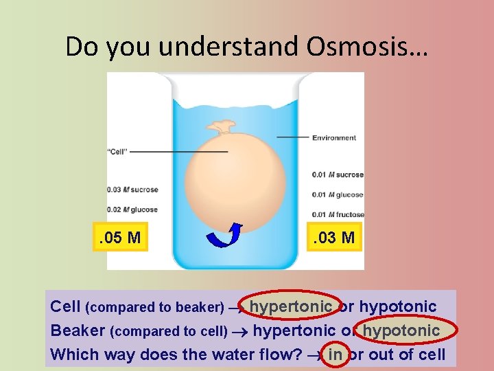 Do you understand Osmosis… . 05 M . 03 M Cell (compared to beaker)