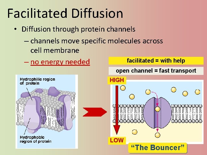 Facilitated Diffusion • Diffusion through protein channels – channels move specific molecules across cell