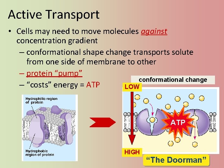 Active Transport • Cells may need to move molecules against concentration gradient – conformational