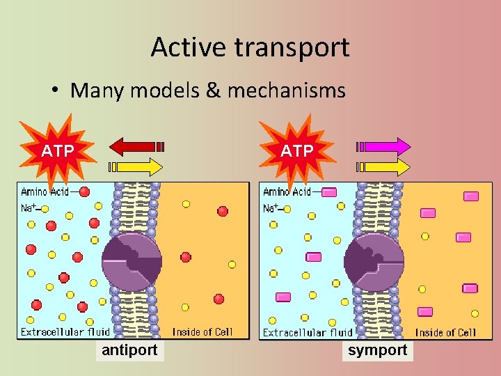 Active transport • Many models & mechanisms ATP antiport symport 