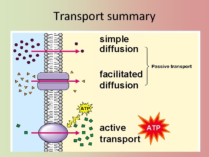 Transport summary simple diffusion facilitated diffusion active transport ATP 