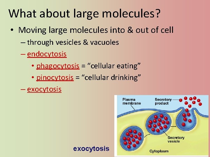 What about large molecules? • Moving large molecules into & out of cell –