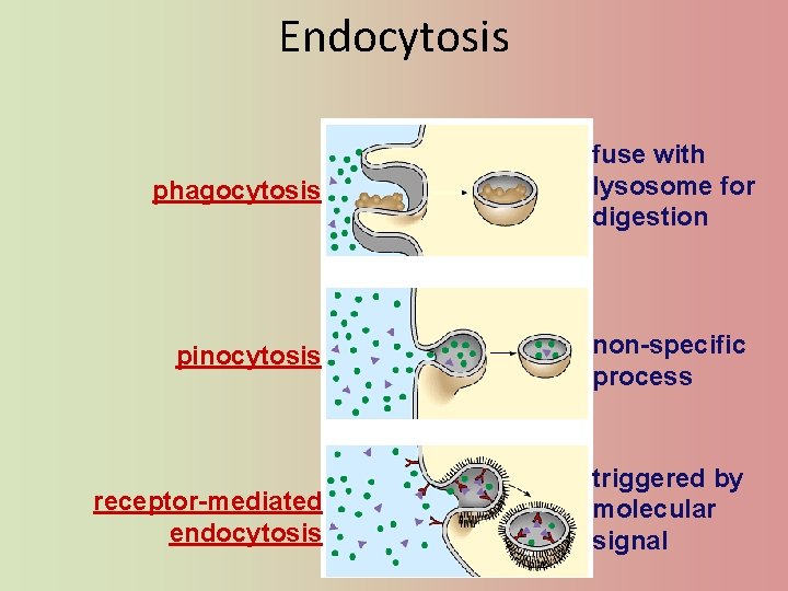 Endocytosis phagocytosis fuse with lysosome for digestion pinocytosis non-specific process receptor-mediated endocytosis triggered by