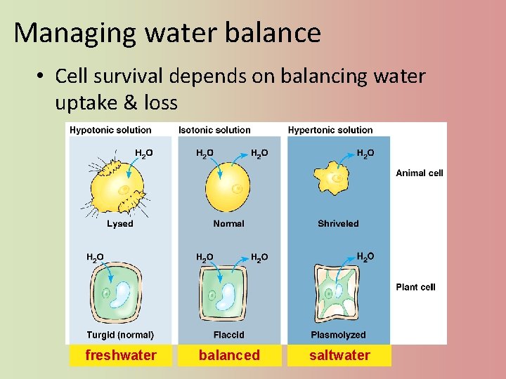 Managing water balance • Cell survival depends on balancing water uptake & loss freshwater