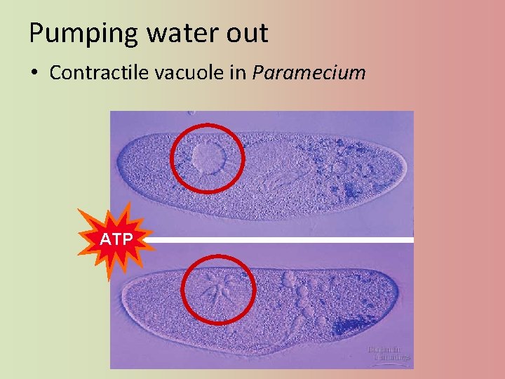 Pumping water out • Contractile vacuole in Paramecium ATP 