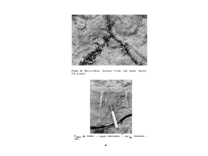 ■ retire 43 Skohthos simple Wales 64 ertical dwelling ey bun on Carboniferous 